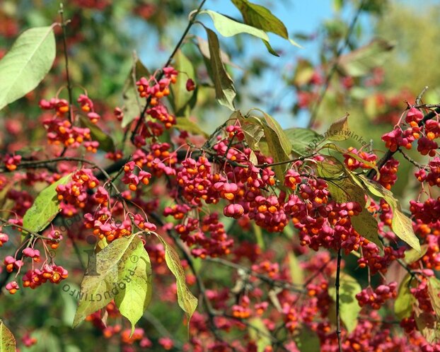 Euonymus europaeus - blote wortel