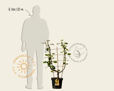 Malus domestica 'Schone van Boskoop' - U-vorm