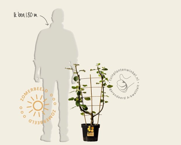 Malus domestica 'Schone van Boskoop' - U-vorm