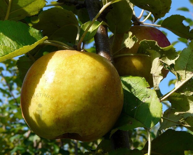 Malus domestica 'Schone van Boskoop' - U-vorm
