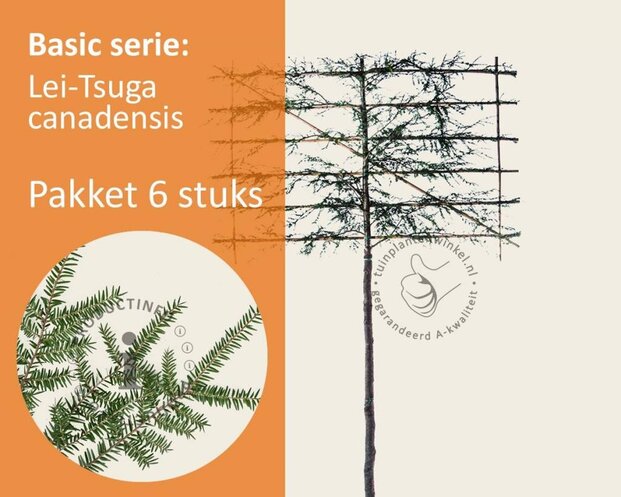 Lei-Tsuga - Basic - pakket 6 stuks + EXTRA'S!