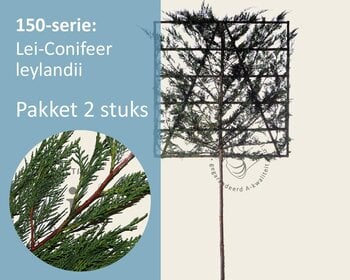 Lei-conifeer 'Leylandii' - 150 - pakket 2 stuks + EXTRAS!