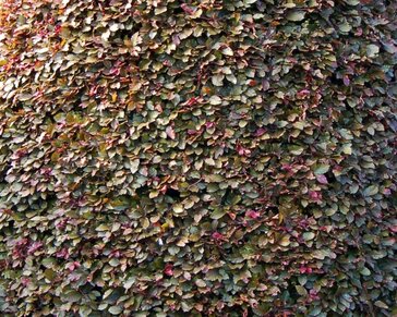 Fagus sylvatica 'Atropunicea' (Rode Beuk) - blote wortel