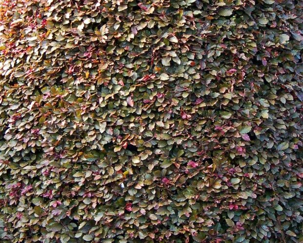 Fagus sylvatica 'Atropunicea' (Rode Beuk) - blote wortel