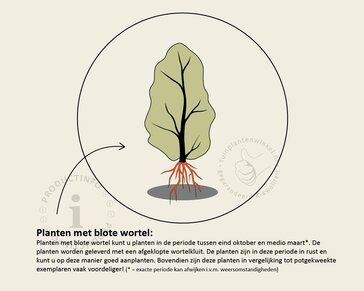 Fagus sylvatica 'Atropunicea' (Rode Beuk) - blote wortel