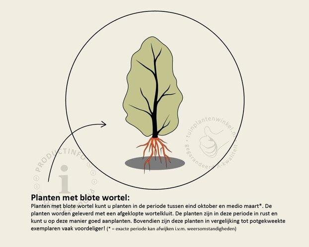 Fagus sylvatica 'Atropunicea' (Rode Beuk) - blote wortel