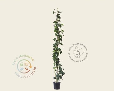 Hedera hibernica 60/80