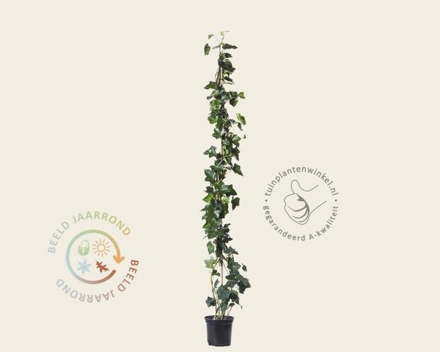Hedera hibernica 60/80