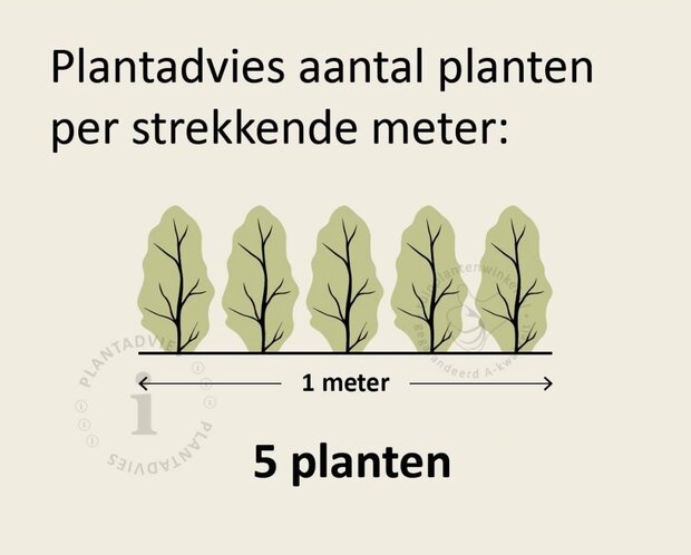 Hedera hibernica 60/80