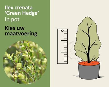 Ilex crenata 'Green Hedge' - in pot
