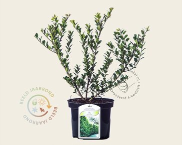 Ilex crenata 'Green Hedge' - in pot