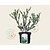 Ilex crenata 'Green Hedge' - in pot