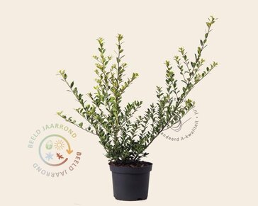 Ilex crenata 'Green Hedge' - in pot