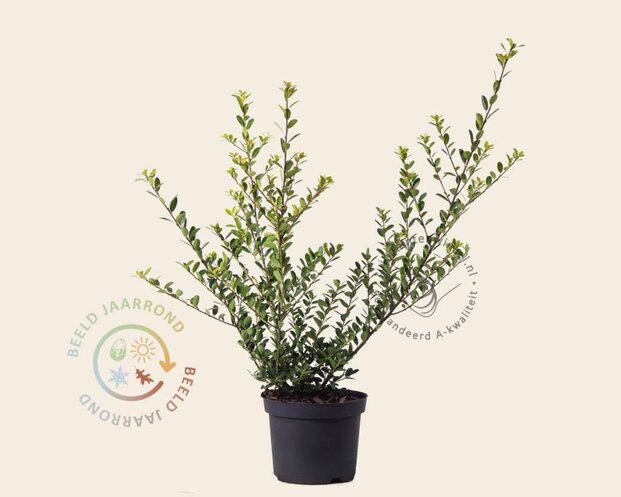 Ilex crenata 'Green Hedge' - in pot