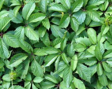 Parthenocissus quinquefolia