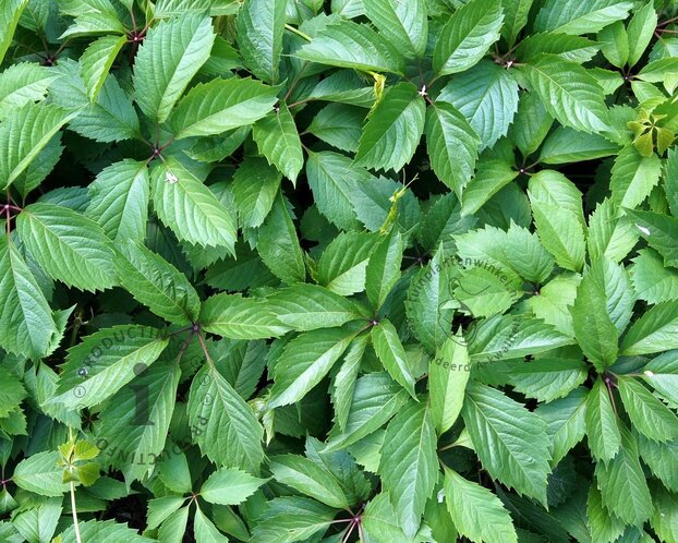 Parthenocissus quinquefolia
