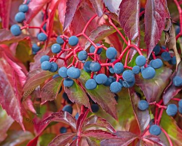 Parthenocissus quinquefolia