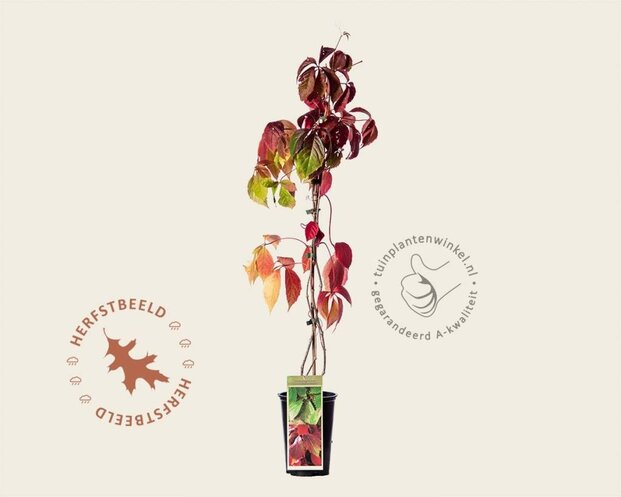 Parthenocissus quinquefolia