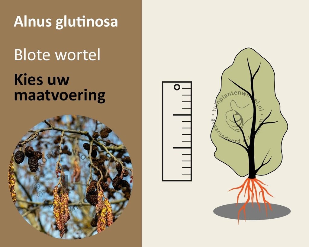 Alnus glutinosa - blote wortel