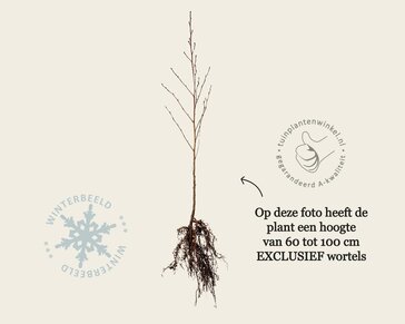 Alnus glutinosa - blote wortel