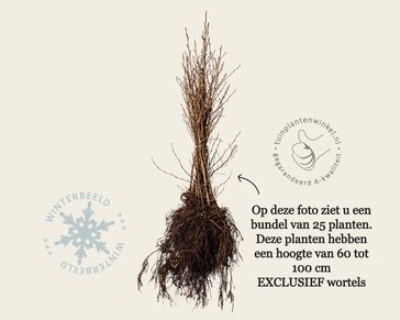 Alnus glutinosa - blote wortel
