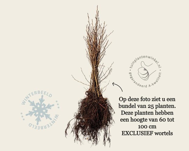 Alnus glutinosa - blote wortel