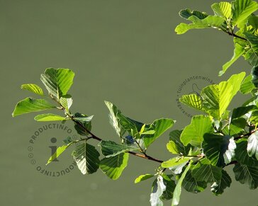 Alnus glutinosa - blote wortel
