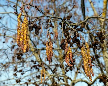 Alnus glutinosa - blote wortel