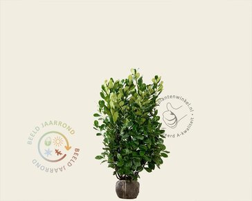 Prunus laurocerasus 'Rotundifolia' - kluit