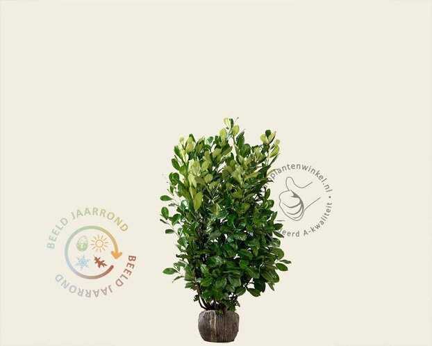 Prunus laurocerasus 'Rotundifolia' - kluit