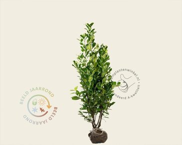 Prunus laurocerasus 'Rotundifolia' - kluit
