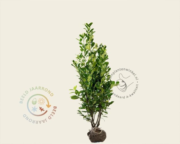 Prunus laurocerasus 'Rotundifolia' - kluit