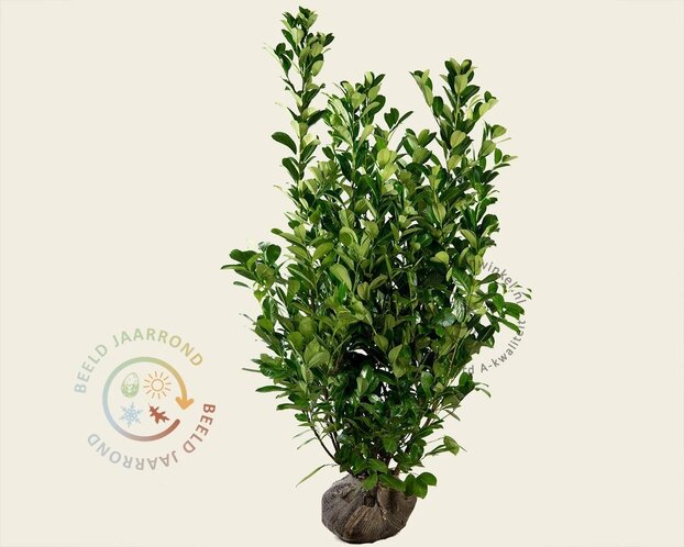 Prunus laurocerasus 'Rotundifolia' - kluit