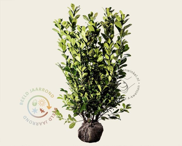 Prunus laurocerasus 'Rotundifolia' - kluit