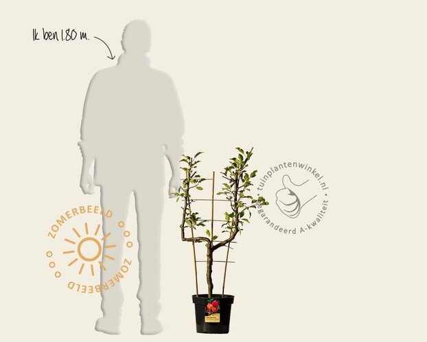 Malus domestica 'Cox Orange Pippin' - U-vorm