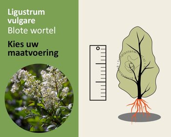 Ligustrum vulgare - blote wortel