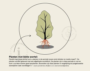 Ligustrum vulgare - blote wortel