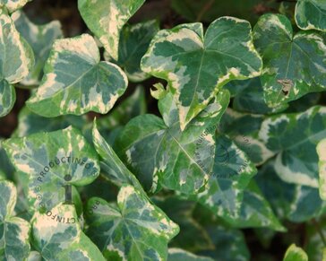Hedera helix 'Kolibri'