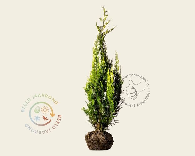 Chamaecyparis lawsoniana 'Ivonne' - kluit