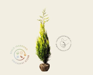 Chamaecyparis lawsoniana 'Ivonne' - kluit