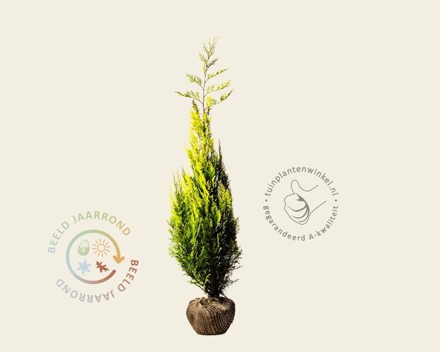 Chamaecyparis lawsoniana 'Ivonne' - kluit