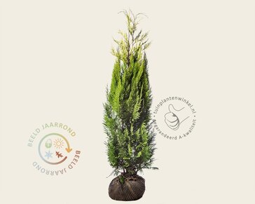 Chamaecyparis lawsoniana 'Ivonne' - kluit