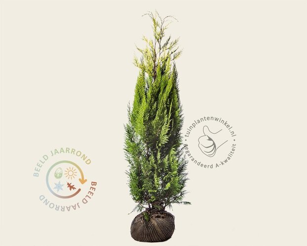 Chamaecyparis lawsoniana 'Ivonne' - kluit