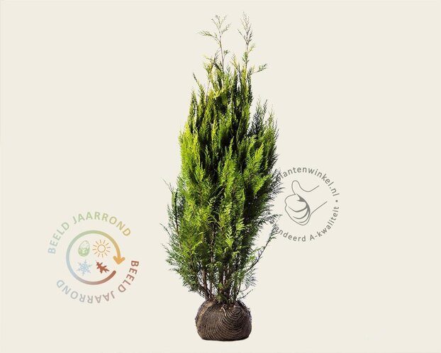 Chamaecyparis lawsoniana 'Ivonne' - kluit