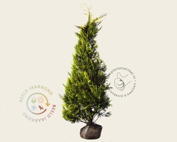 Chamaecyparis lawsoniana 'Ivonne' - kluit