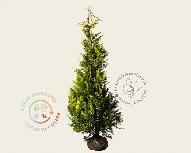 Chamaecyparis lawsoniana 'Ivonne' - kluit