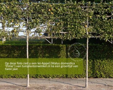 Lei-Appel 'Elstar' - Classic - pakket 6 stuks + EXTRA'S!