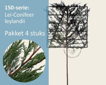 Lei-conifeer 'Leylandii' - 150 - pakket 4 stuks + EXTRAS!