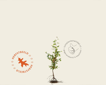 Fagus sylvatica (Groene Beuk) - blote wortel