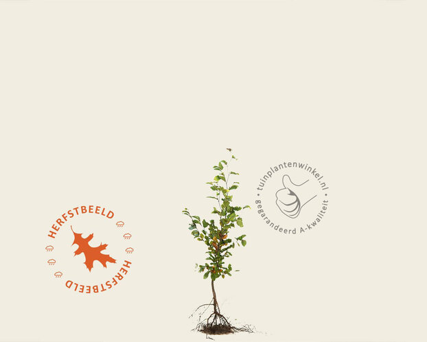 Fagus sylvatica (Groene Beuk) - blote wortel